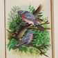 Handmade Birds Painting on Silk Fabric for Home and Office Decor